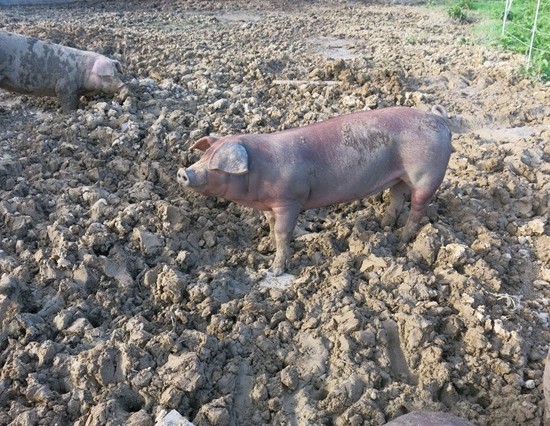 愛農ナチュラルポーク50期のプロジェクトは飼料米