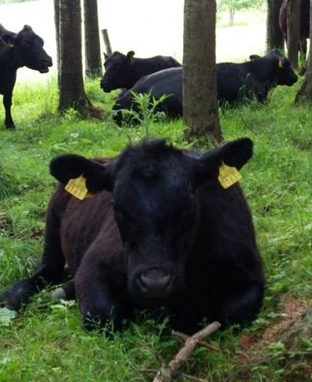 肉屋や料理人がカッコいい憧れの職業になるためのプロジェクトが始動します