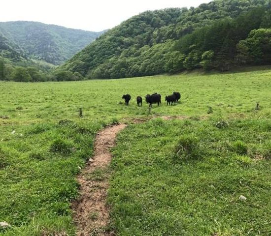 今年2回目の訪問となるジビーフの里は晴天にも恵まれ汗ばむ陽気に時間を忘れてのんびりさせてもらったのでした