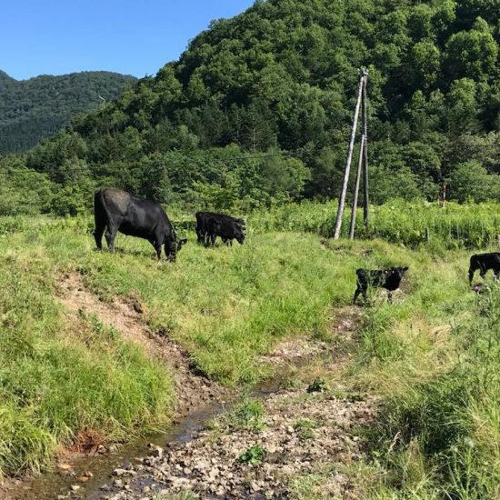 様似は気温15度、ジビーフ眺めながらゆっくり時間が過ぎて行く